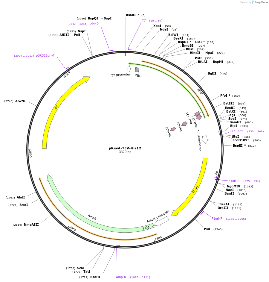 137034-plasmid-map-sequence-id-275692