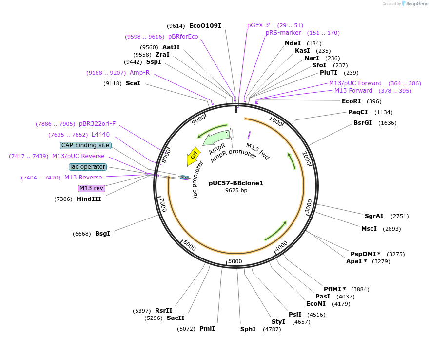 137069-plasmid-map-sequence-id-275695