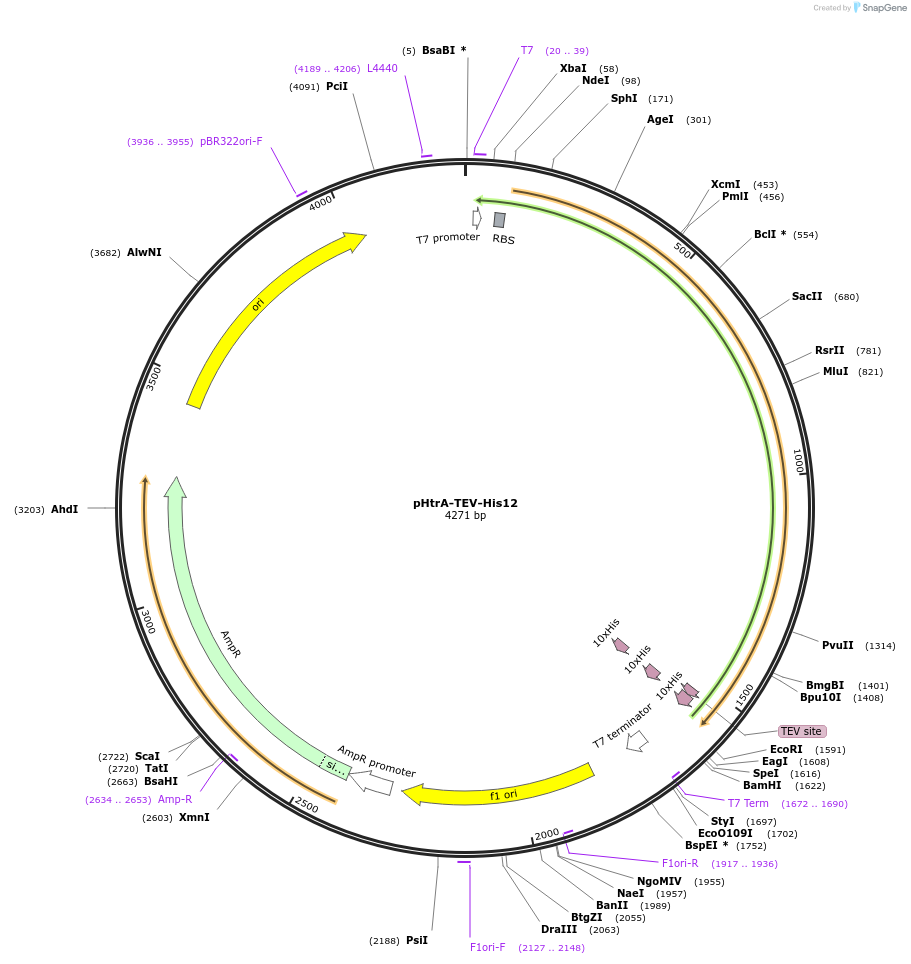 137036-plasmid-map-sequence-id-275699