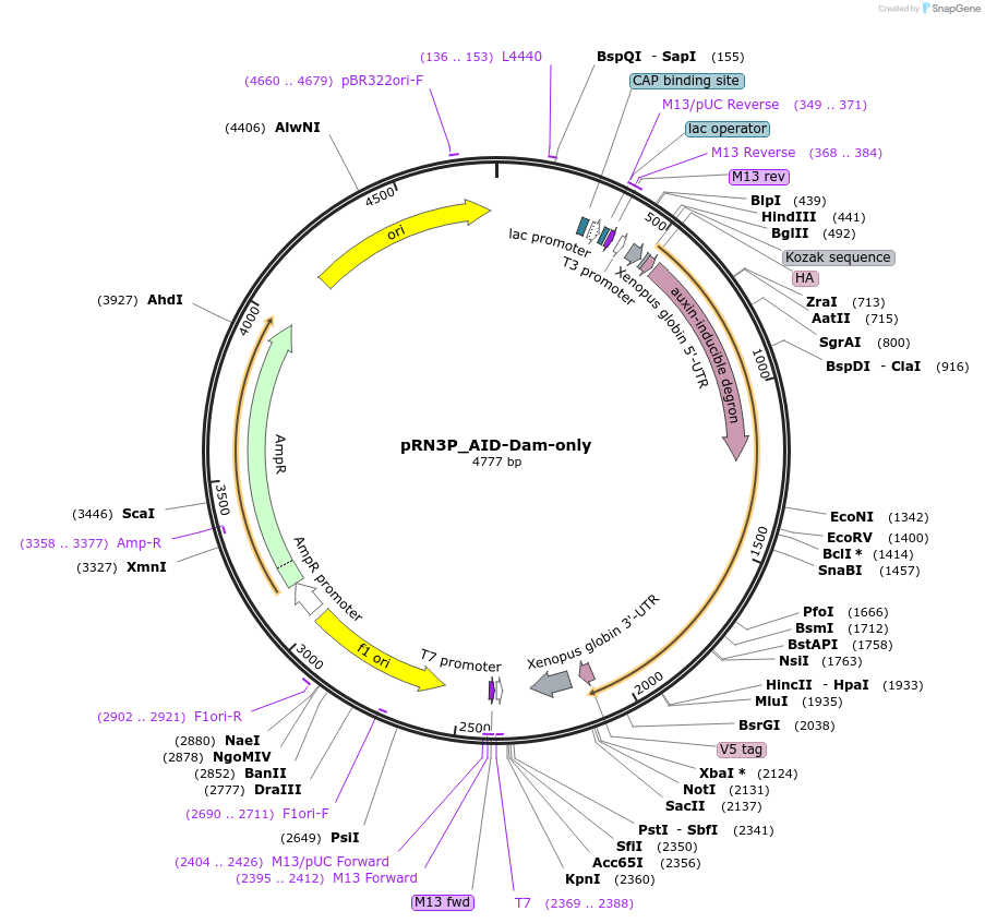 136065-plasmid-map-sequence-id-275701