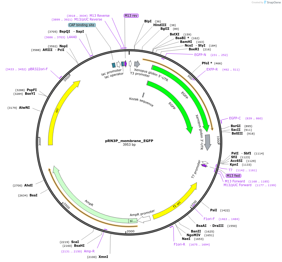 139402-plasmid-map-sequence-id-275703