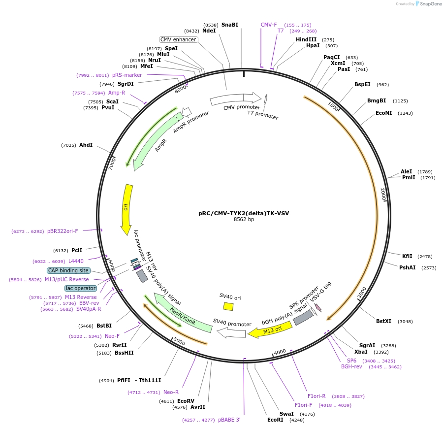 139353-plasmid-map-sequence-id-275736