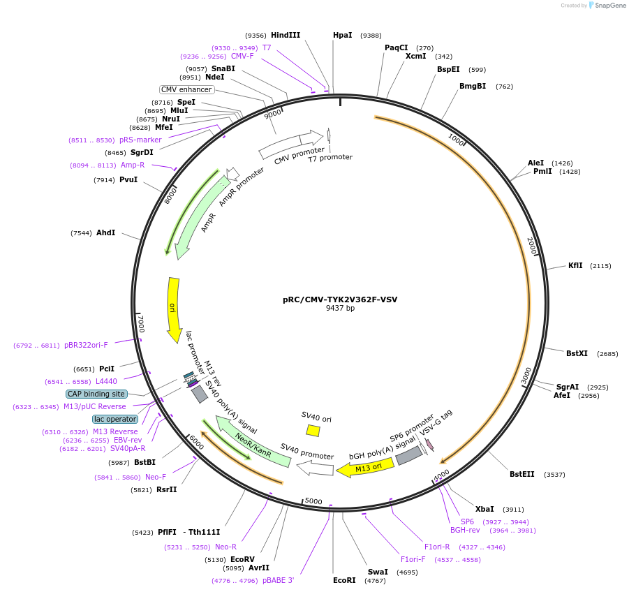 139345-plasmid-map-sequence-id-275740
