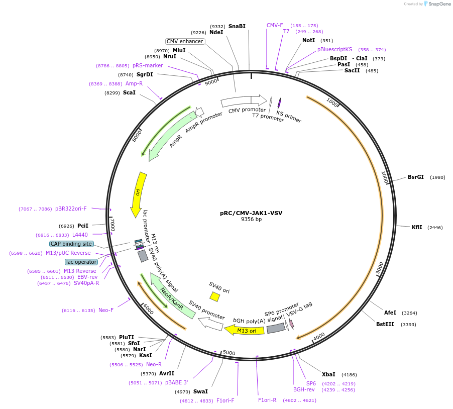 139356-plasmid-map-sequence-id-275742