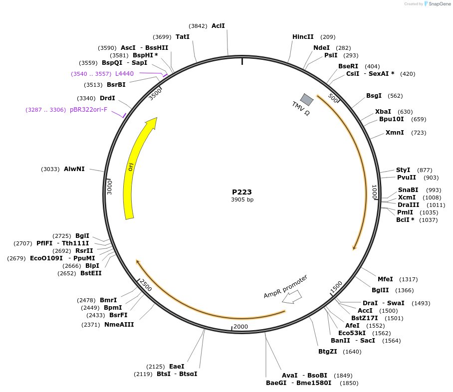 139720-plasmid-map-sequence-id-275762