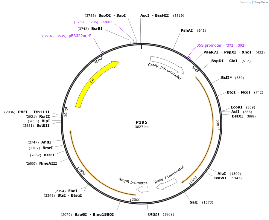 139716-plasmid-map-sequence-id-275763