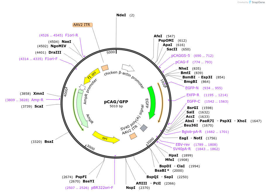 139980-plasmid-map-sequence-id-275779