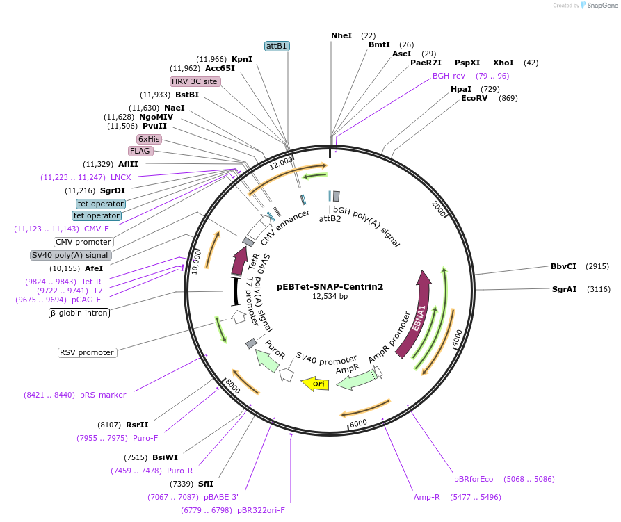 136784-plasmid-map-sequence-id-275786