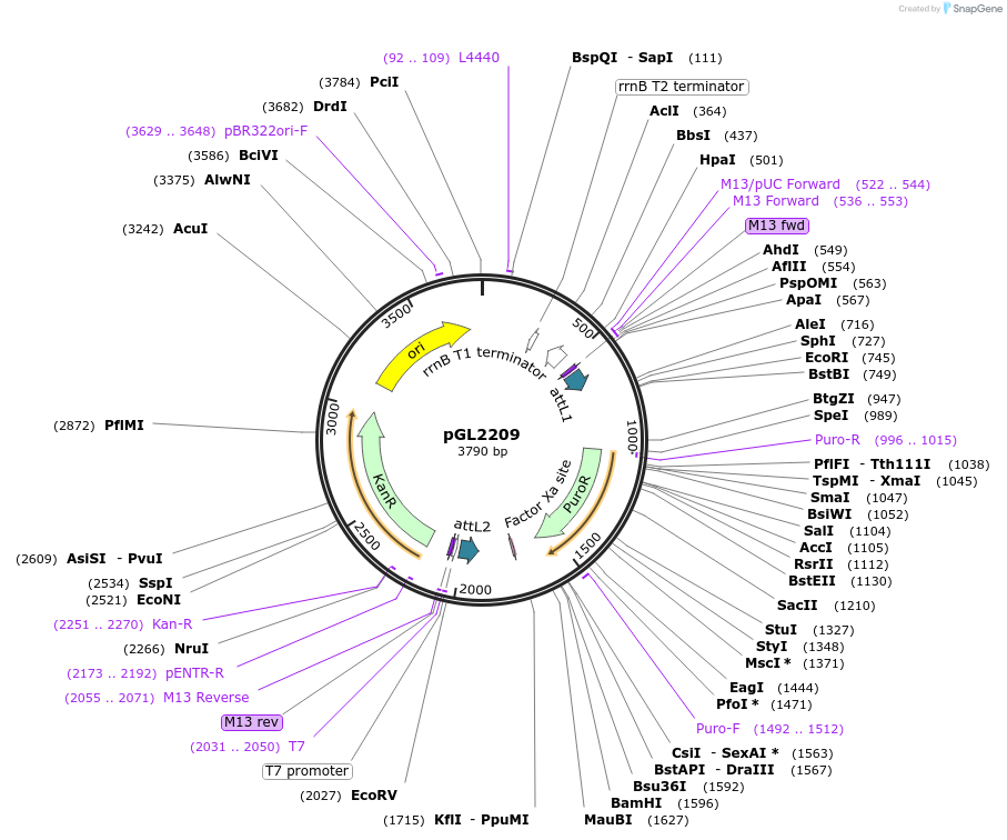 137050-plasmid-map-sequence-id-275796
