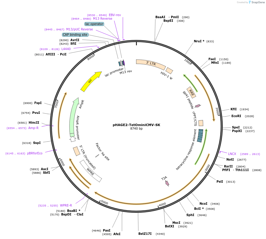 136577-plasmid-map-sequence-id-275800