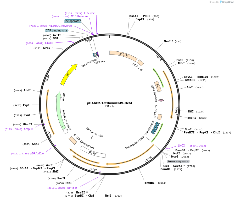 136611-plasmid-map-sequence-id-275803