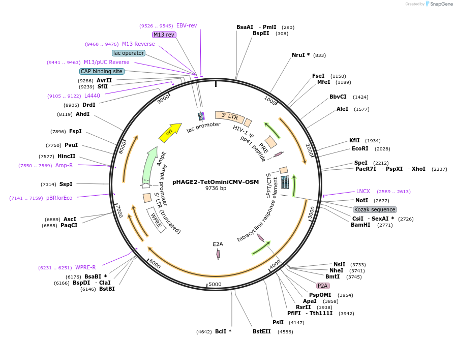 136555-plasmid-map-sequence-id-275805