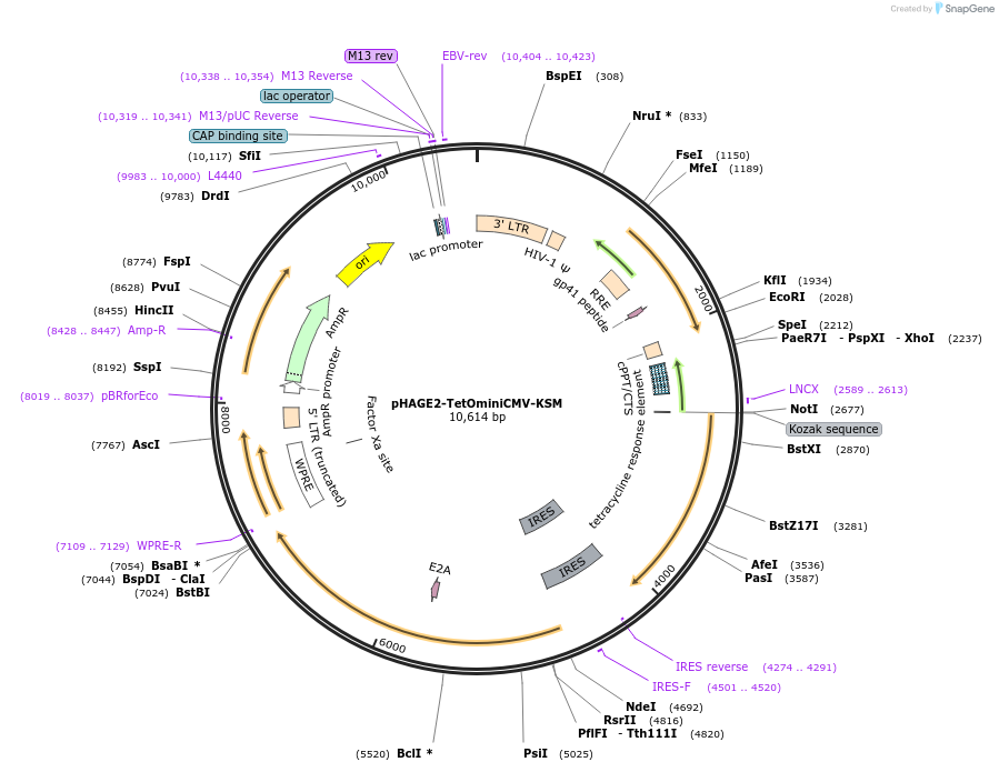 136553-plasmid-map-sequence-id-275806