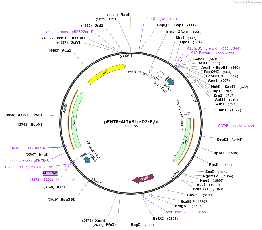 137883-plasmid-map-sequence-id-275808