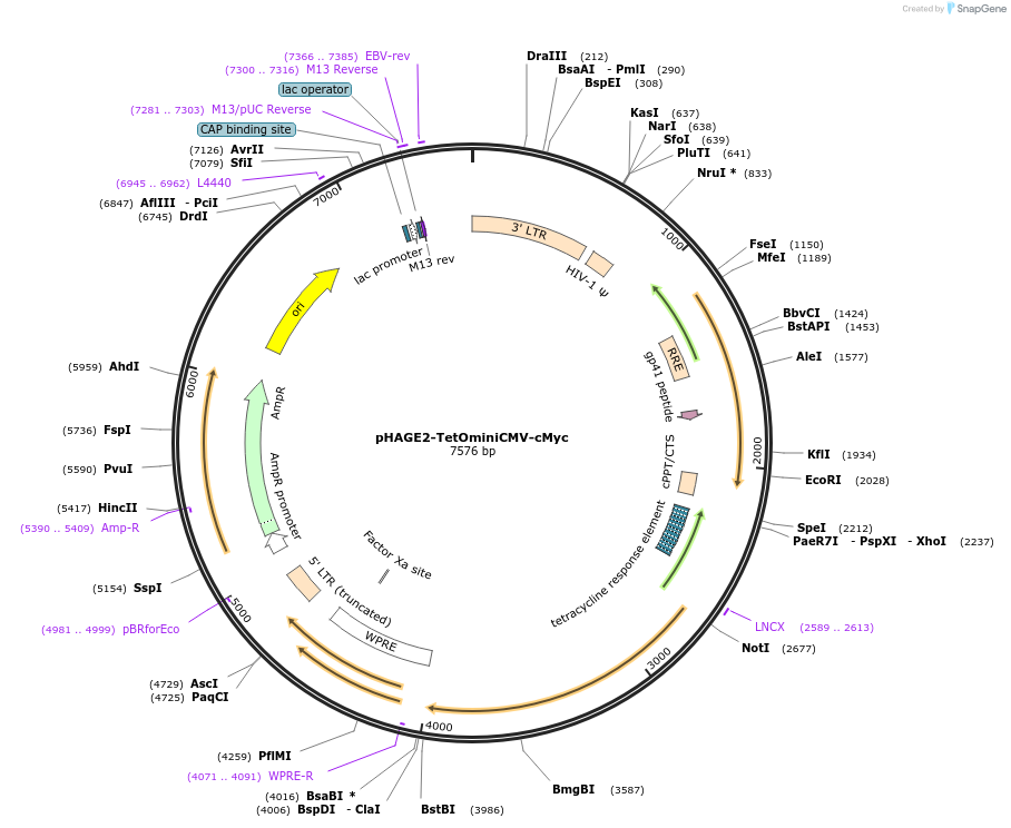 136614-plasmid-map-sequence-id-275812