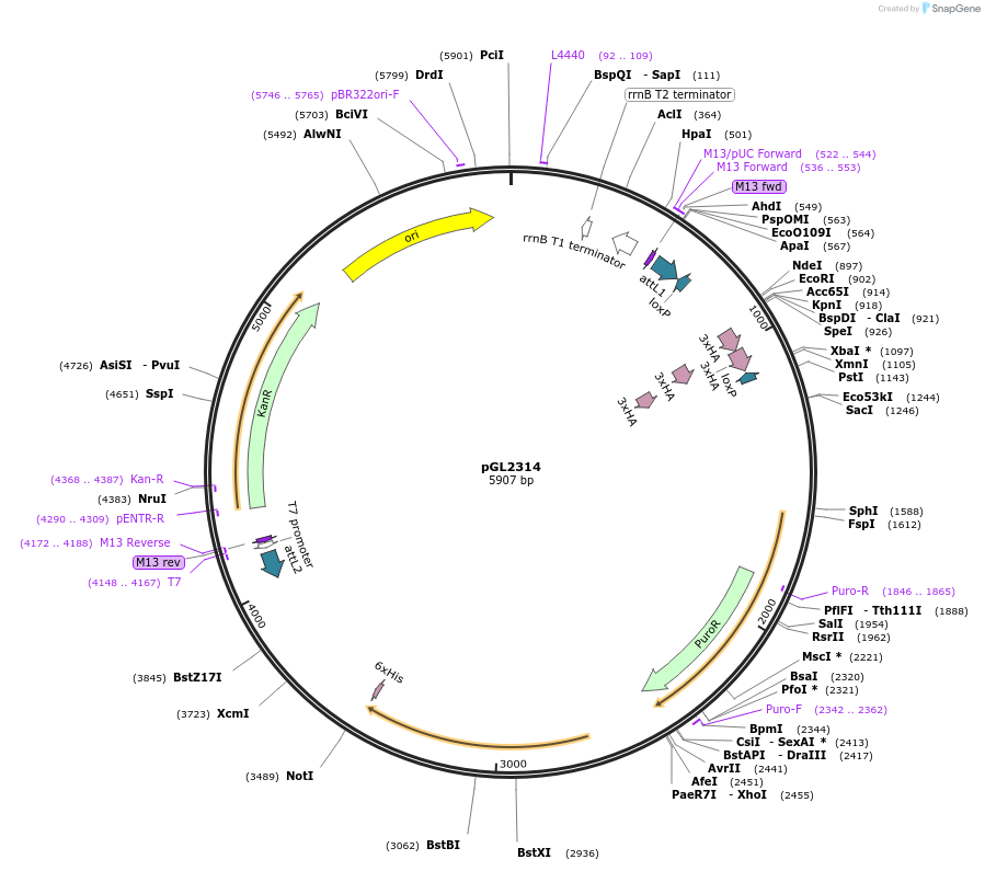 137054-plasmid-map-sequence-id-275819