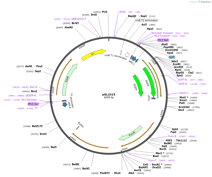 137055-plasmid-map-sequence-id-275821