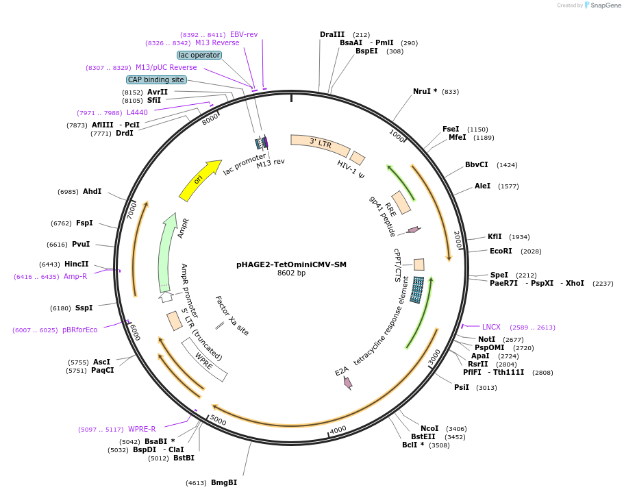 136578-plasmid-map-sequence-id-275824