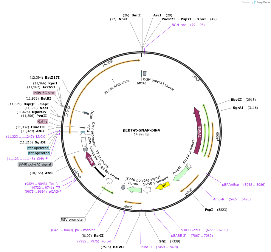136788-plasmid-map-sequence-id-275832