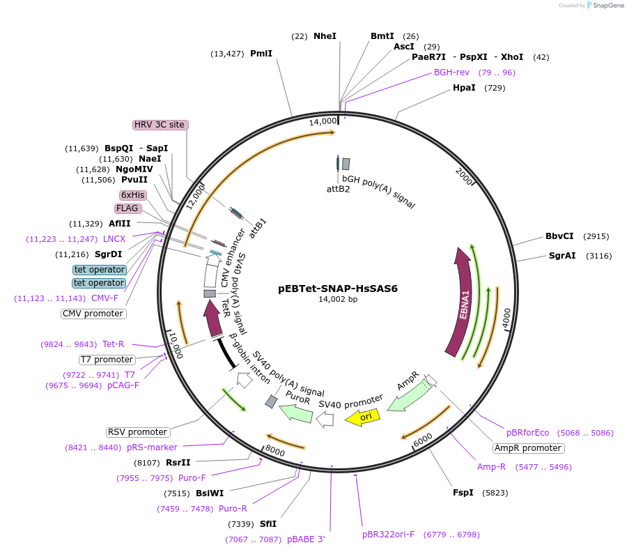 136789-plasmid-map-sequence-id-275833