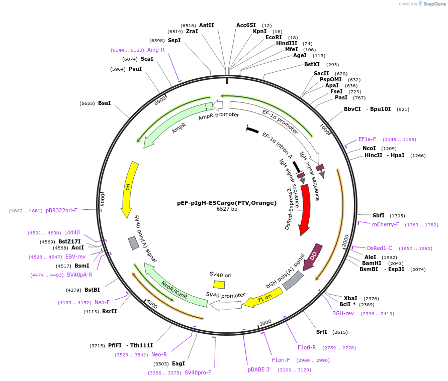 140161-plasmid-map-sequence-id-275849
