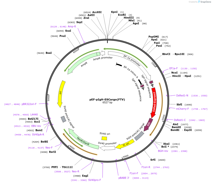 140160-plasmid-map-sequence-id-275850