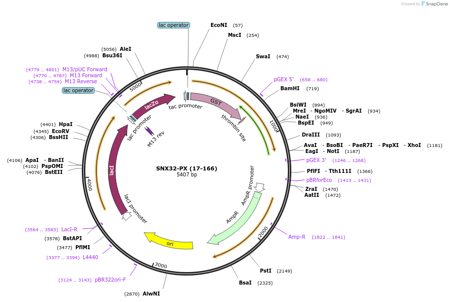 119111-plasmid-map-sequence-id-275852