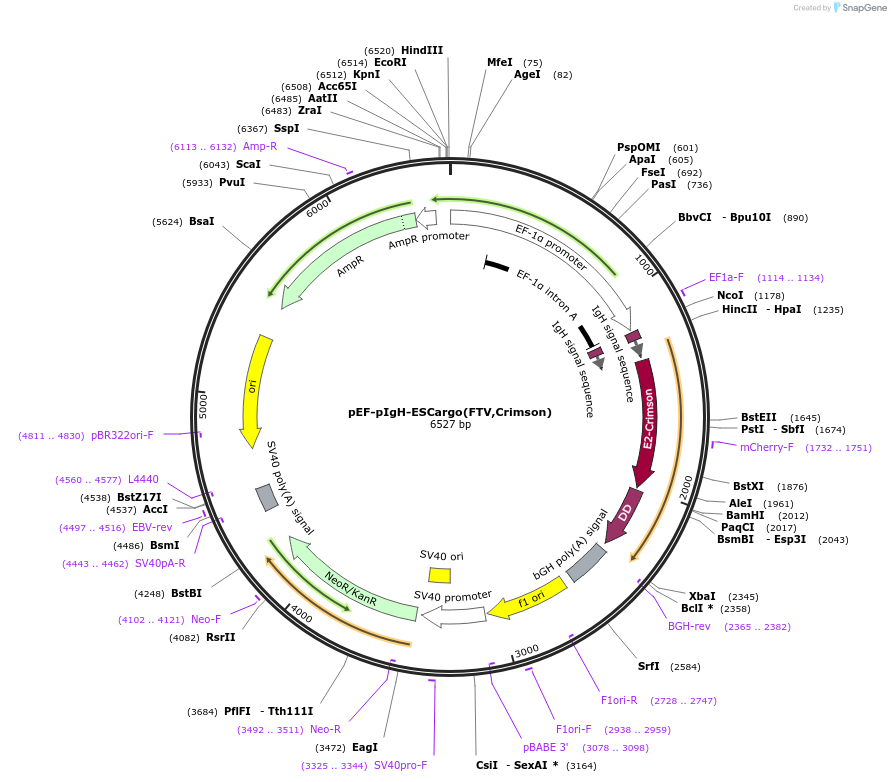 140162-plasmid-map-sequence-id-275853