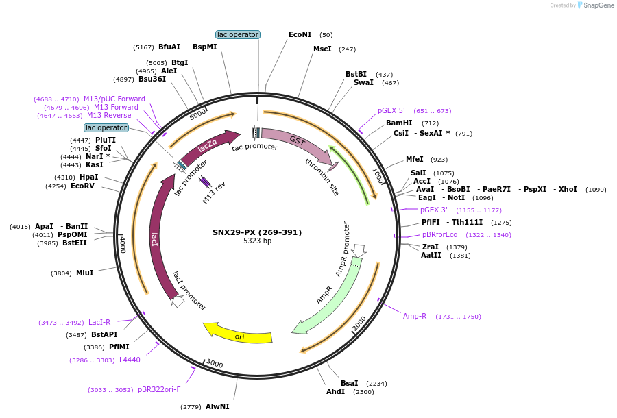 119108-plasmid-map-sequence-id-275854