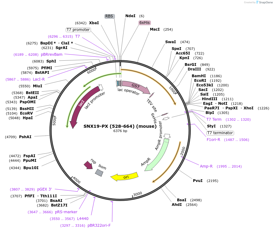 119100-plasmid-map-sequence-id-275859
