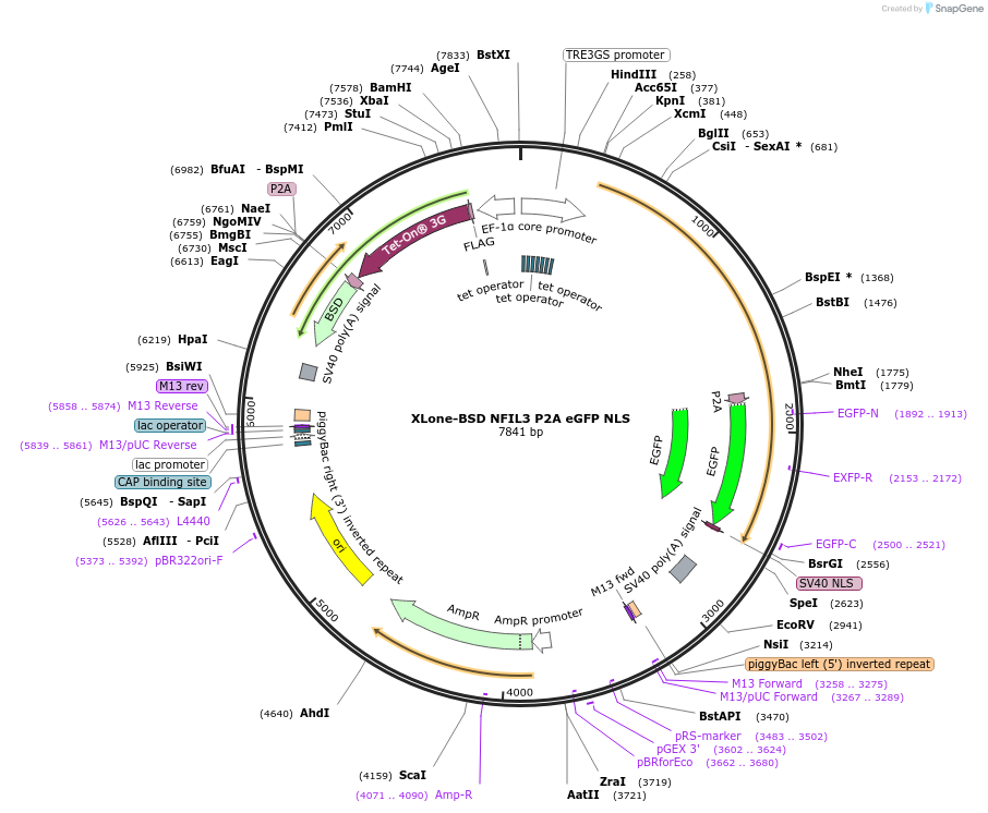 140030-plasmid-map-sequence-id-275866