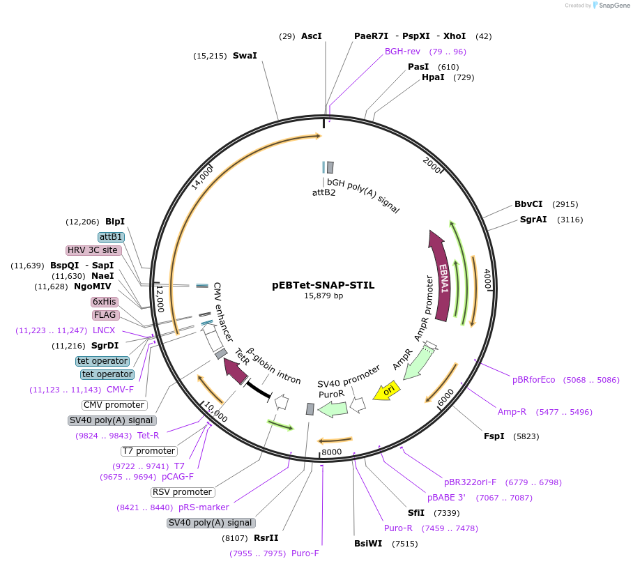 136795-plasmid-map-sequence-id-275868