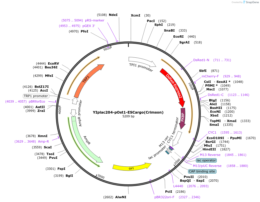 140154-plasmid-map-sequence-id-275871