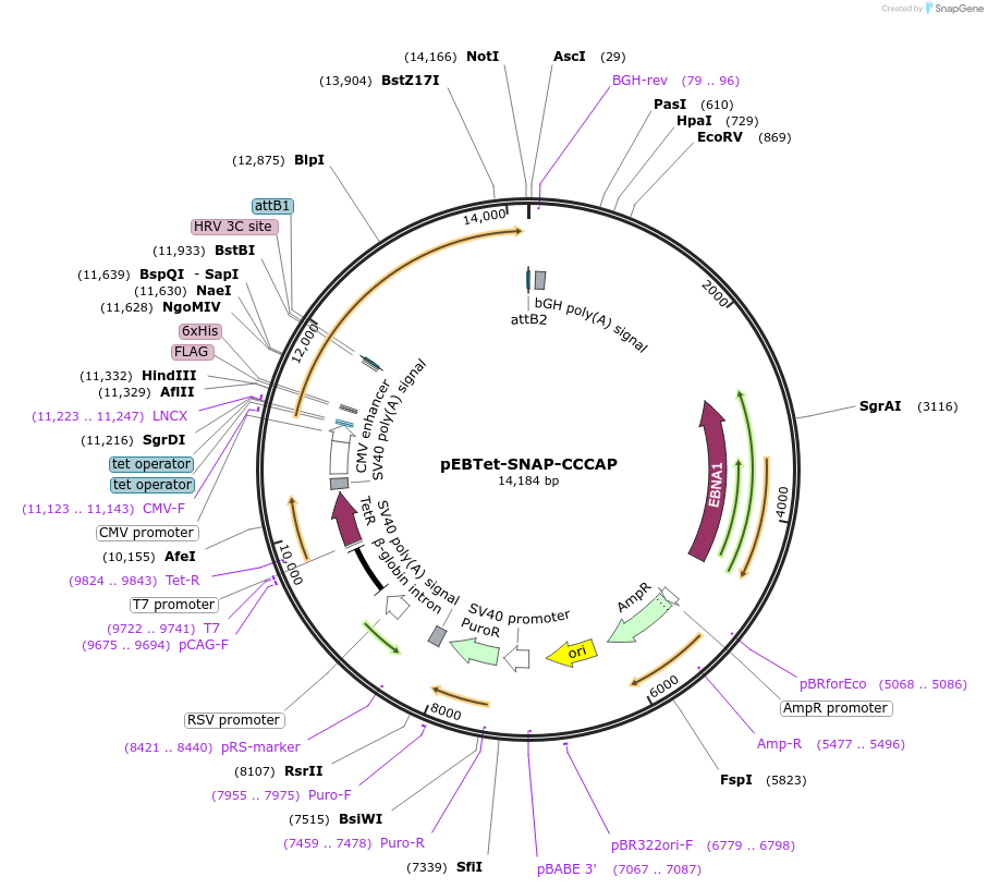 136798-plasmid-map-sequence-id-275872