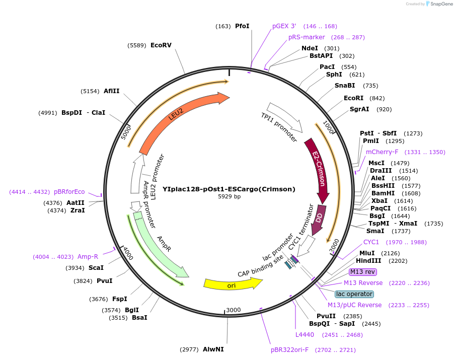 140156-plasmid-map-sequence-id-275881