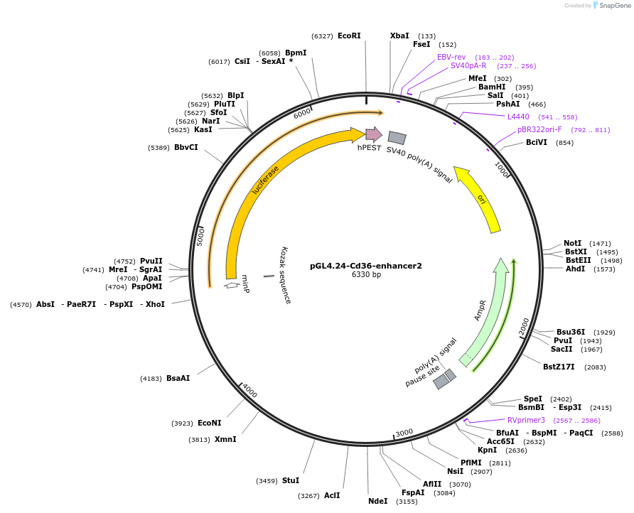 138574-plasmid-map-sequence-id-275919