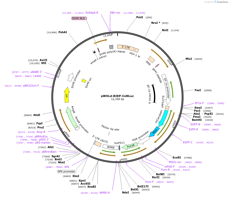 135934-plasmid-map-sequence-id-275923