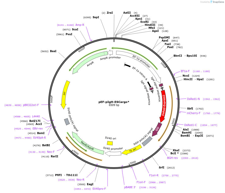 140159-plasmid-map-sequence-id-275932