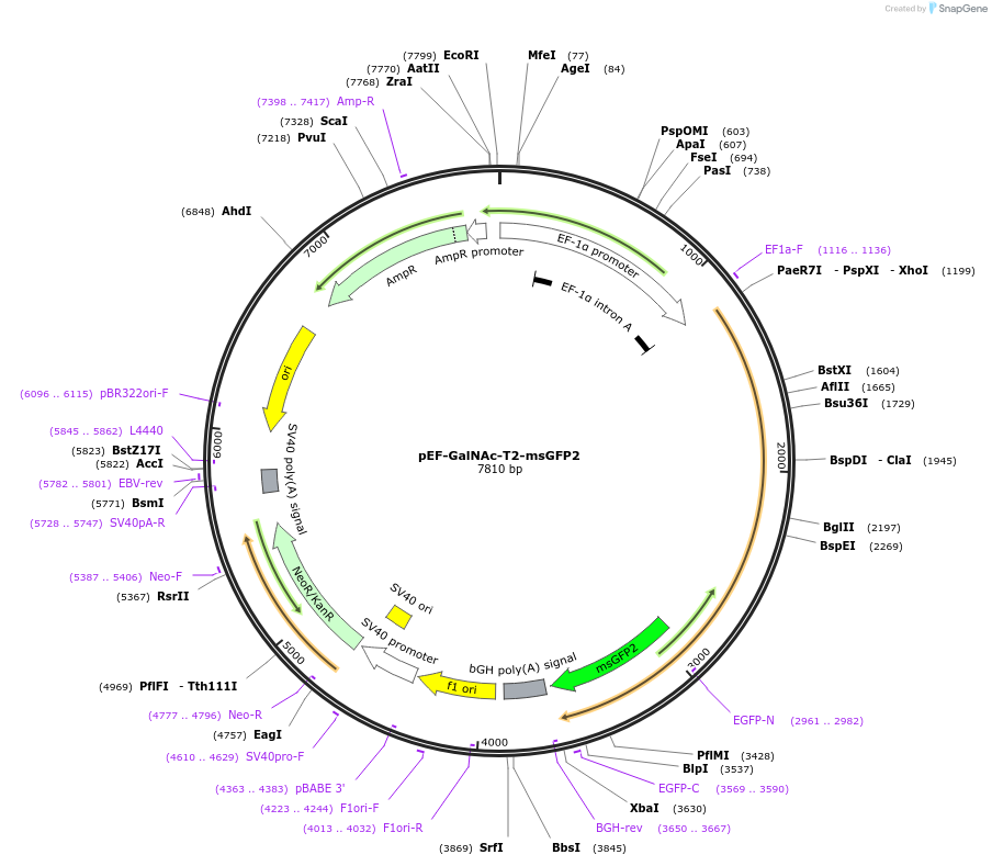 140164-plasmid-map-sequence-id-275933