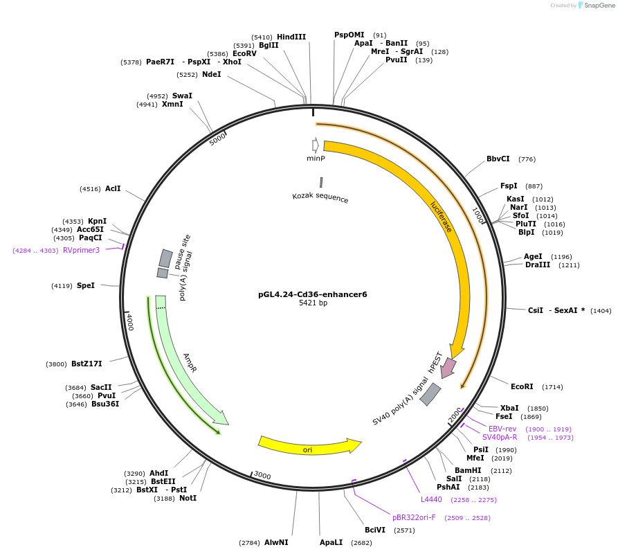138578-plasmid-map-sequence-id-275936
