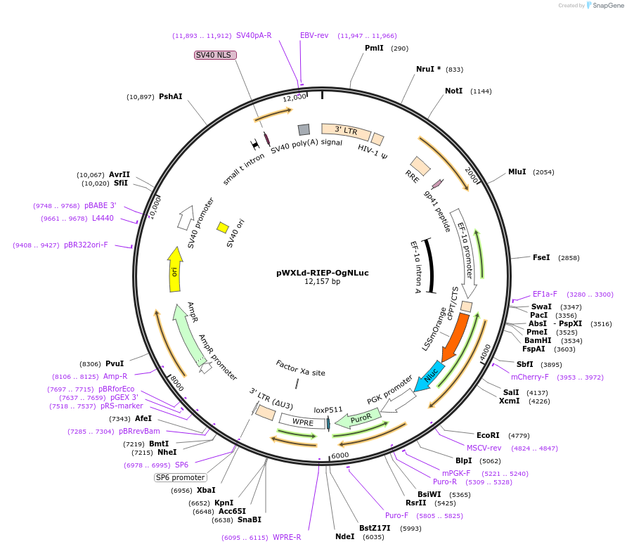 135936-plasmid-map-sequence-id-275943