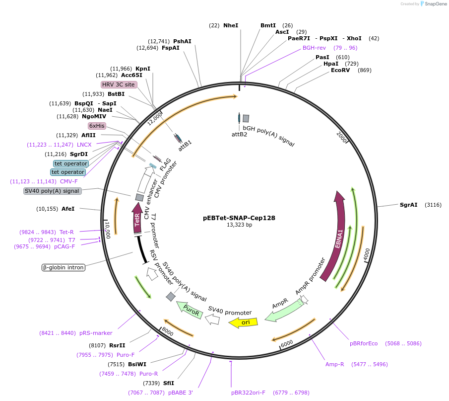 136823-plasmid-map-sequence-id-275949