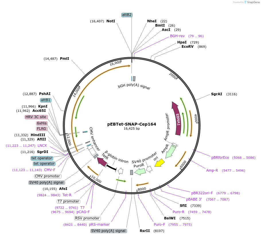 136824-plasmid-map-sequence-id-275950