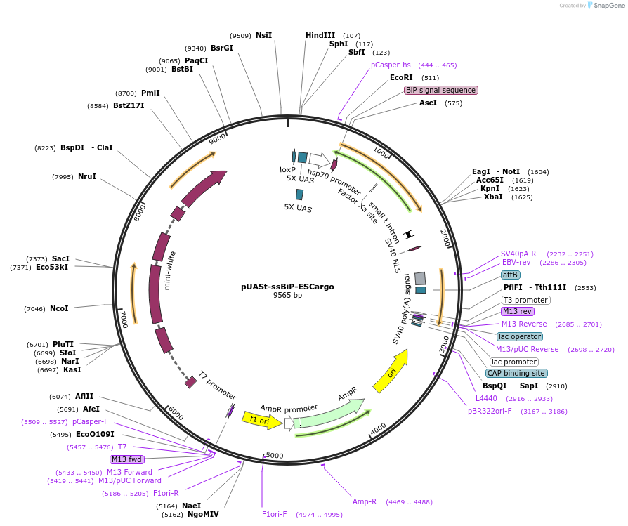 140166-plasmid-map-sequence-id-275951