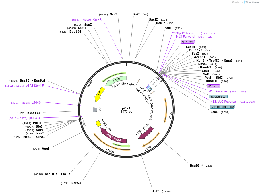 136695-plasmid-map-sequence-id-275953