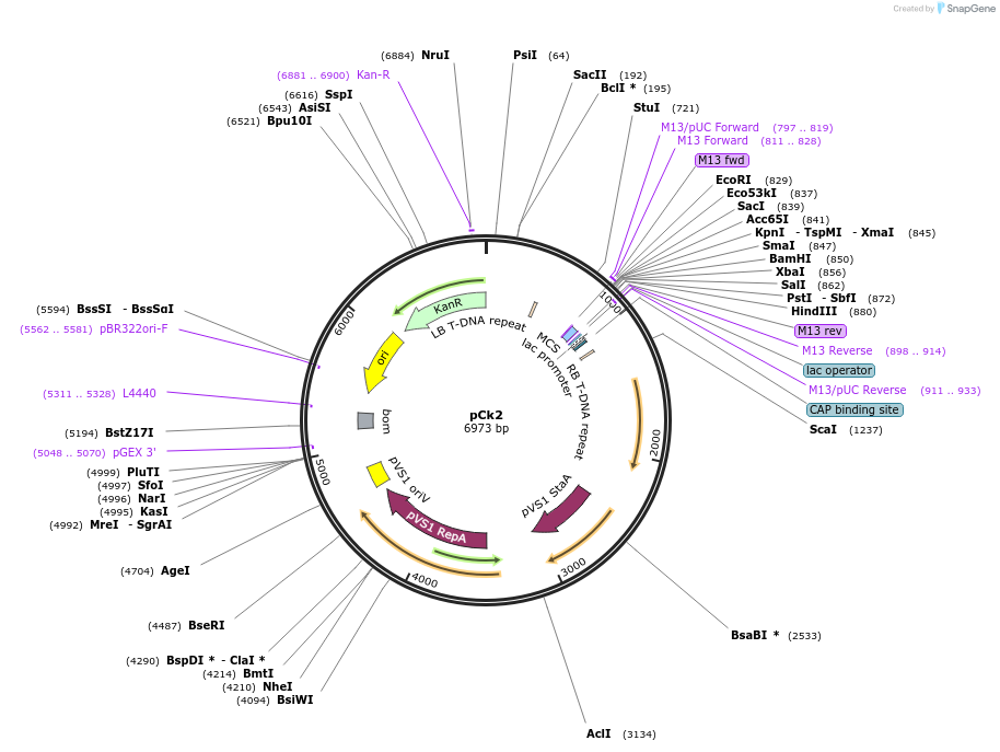 136696-plasmid-map-sequence-id-275956