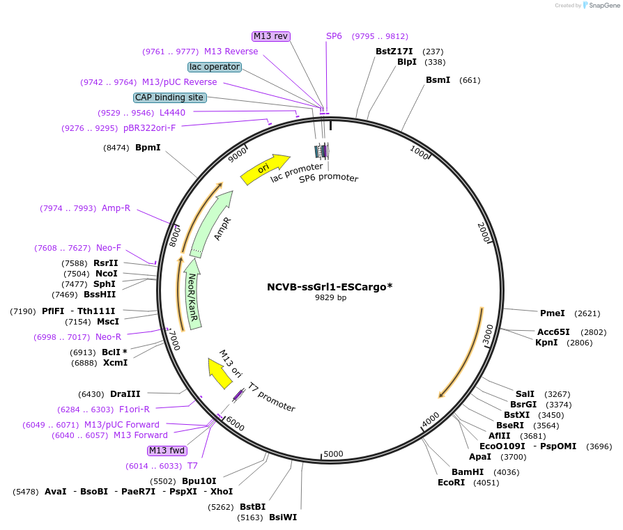 140167-plasmid-map-sequence-id-275958