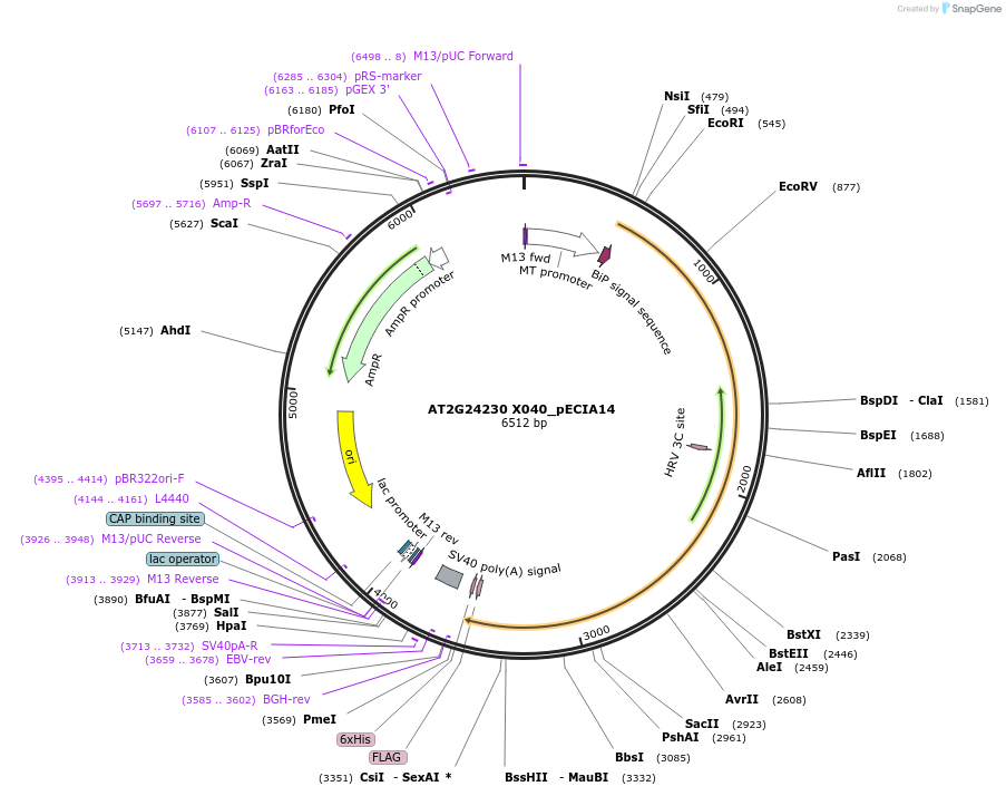 114883-plasmid-map-sequence-id-275960