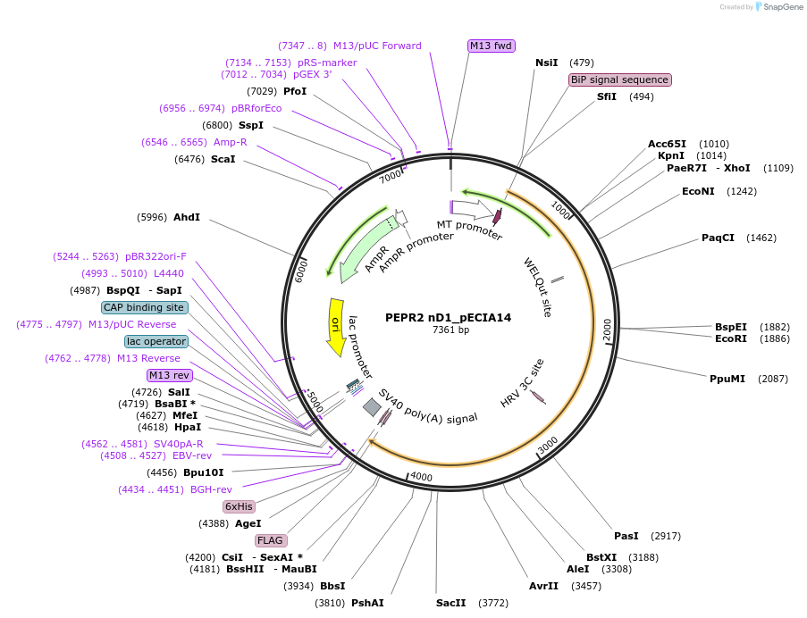 114893-plasmid-map-sequence-id-275975
