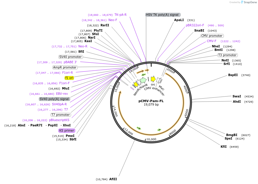 42570-plasmid-map-sequence-id-275979